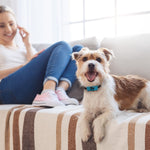 Rechargeable Anti-Bark Collar - Home Insight