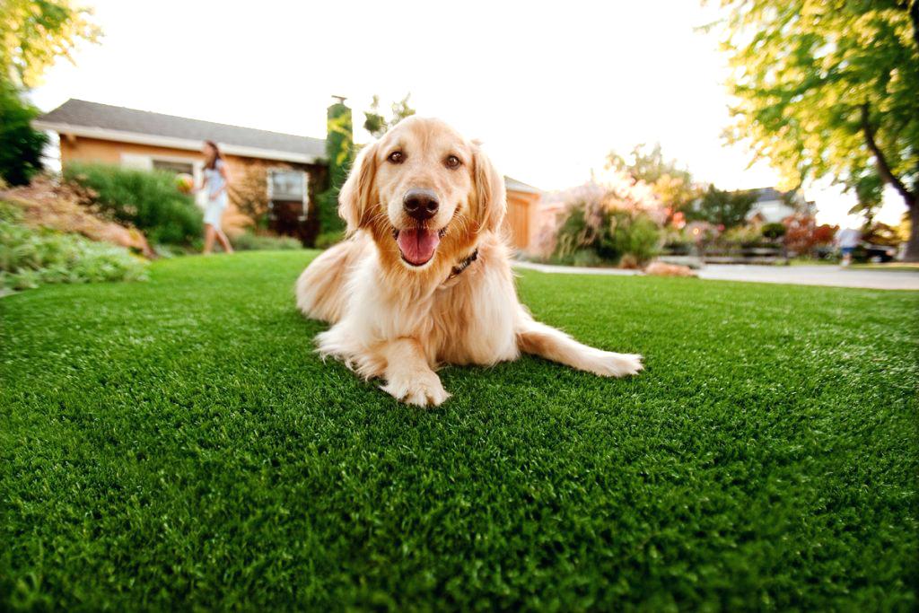 Synthetic Grass - Home Insight